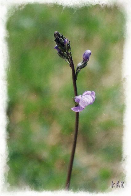 tiny1