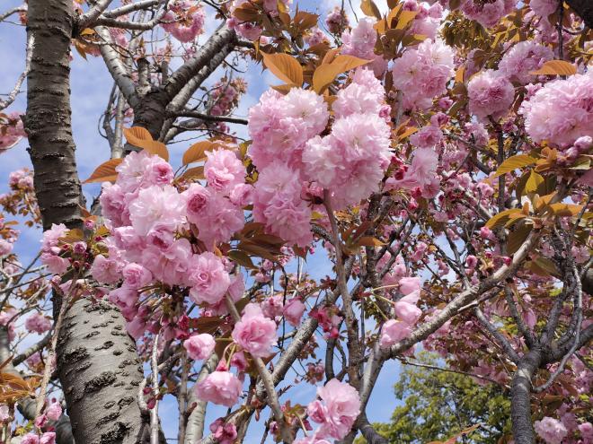八重桜