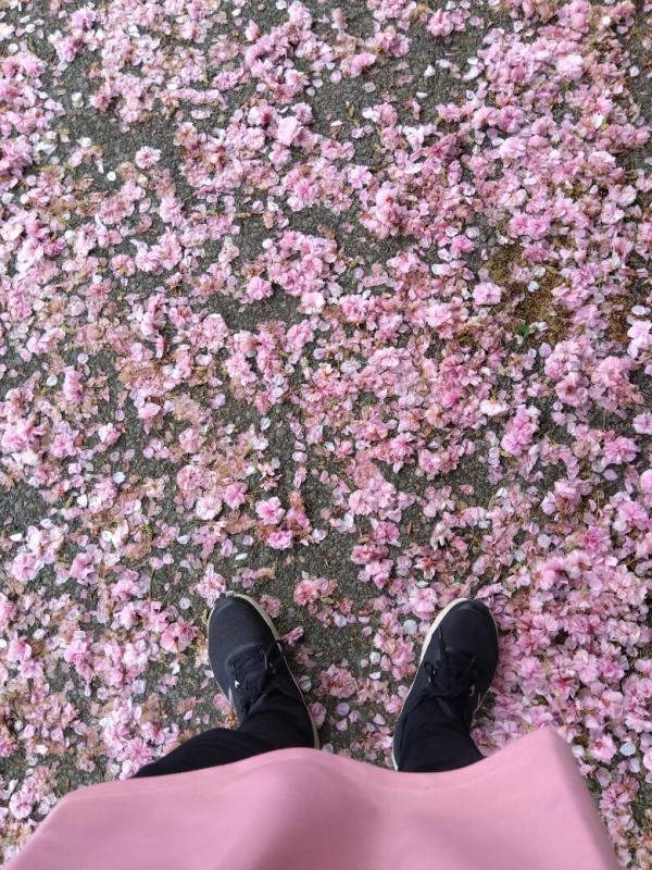 八重桜の絨毯