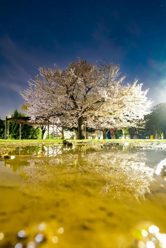 夜桜
