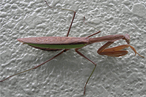 オオカマキリ