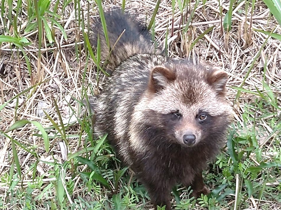 タヌキ