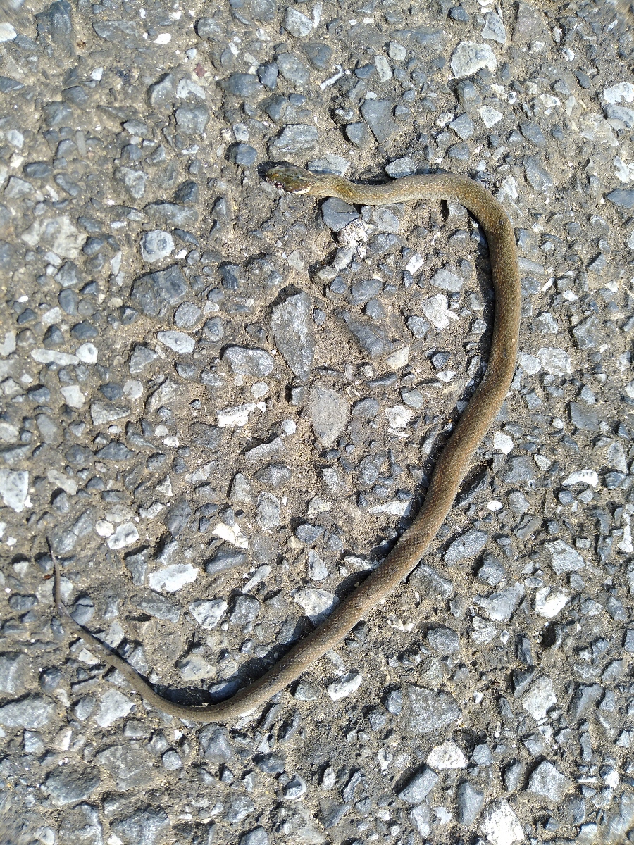 ヒバカリ