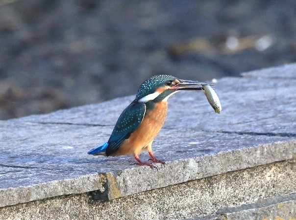 カワセミ