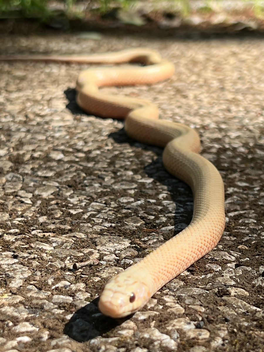 シマヘビ