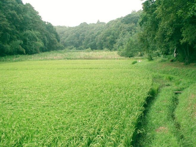 yatsuda