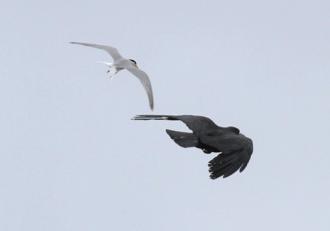 カラス攻撃