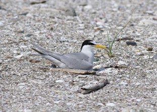 抱卵する成鳥