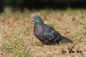hato