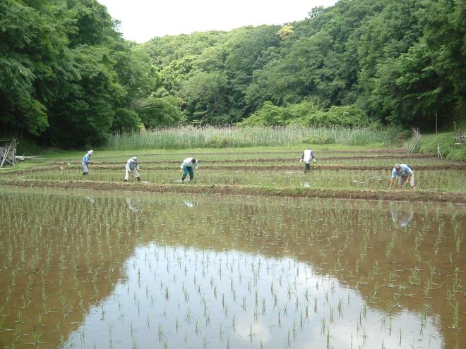 大草谷津田いきものの里の春の風景