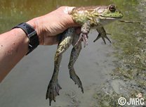 ウシガエル