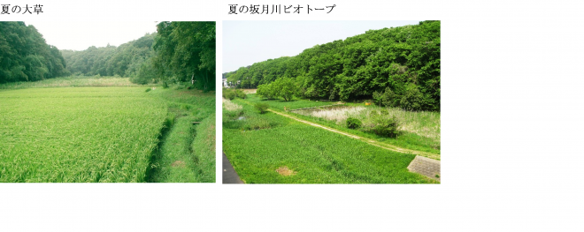 夏の大草