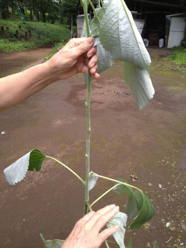 からむし3
