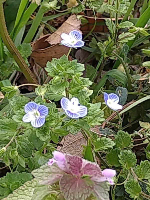 花