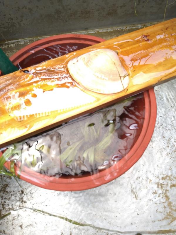 からむし7