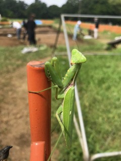 カマキリ