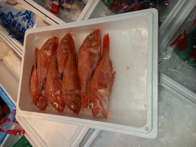 魚写真1