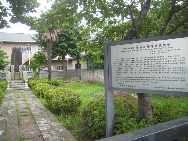 甘藷試作地
