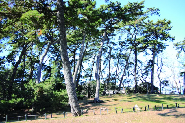 稲毛の松林