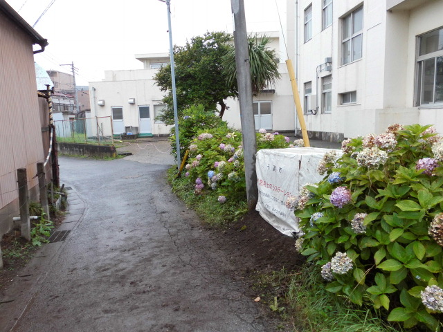稲毛小学校1