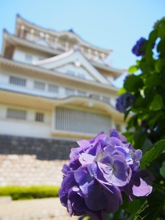 /kyoiku/shogaigakushu/shogaigakushu/kyodo/images/ajisai260613_002.jpg