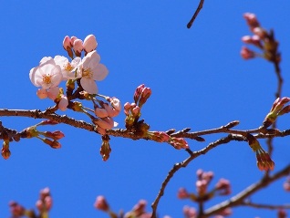 亥鼻公園の桜