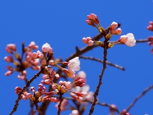 亥鼻公園の桜