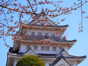 博物館と桜の蕾