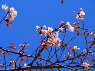 桜の花