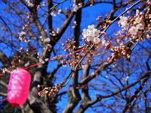 桜の木