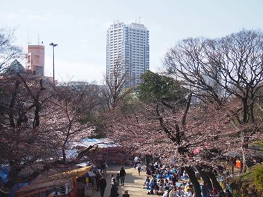 亥鼻公園の桜