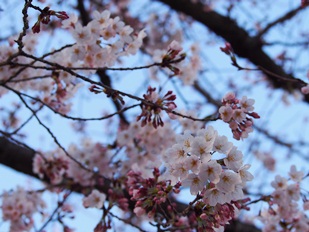 桜