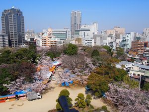 5階展望からの桜