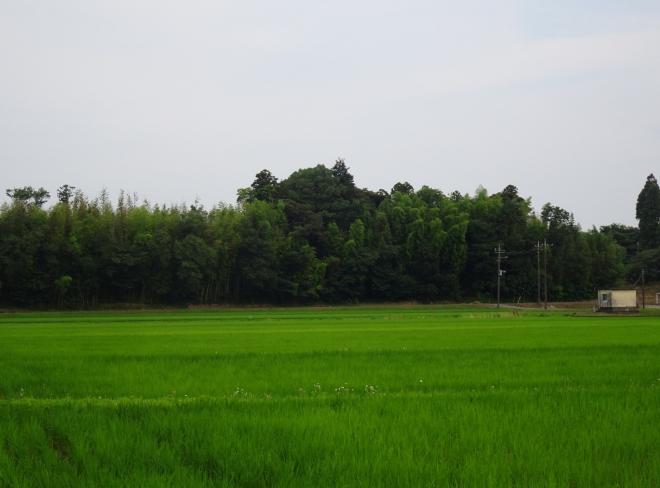 写真1