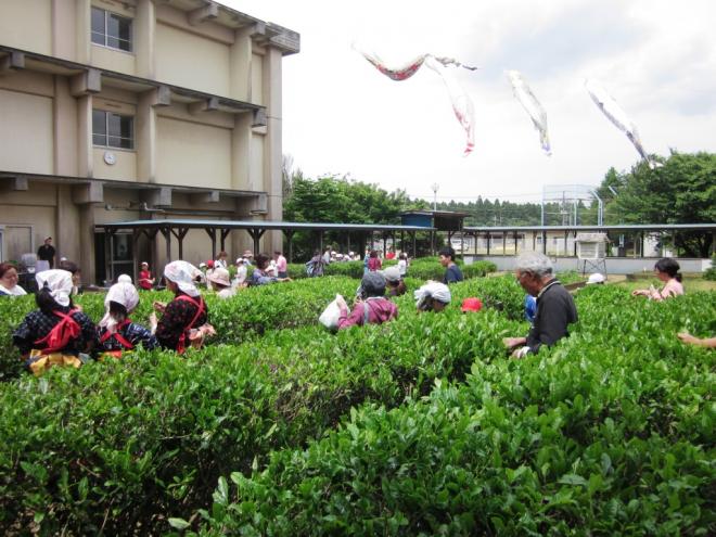 茶摘み集会（坂月小）