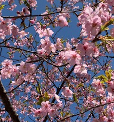 sakura