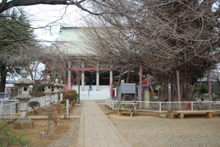 千葉寺の公孫樹
