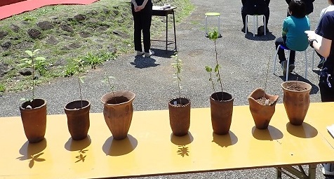 クリの苗木