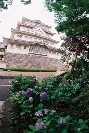 アジサイ