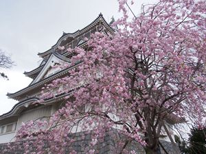 しだれ桜