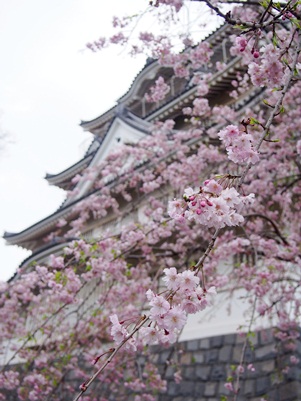 しだれ桜