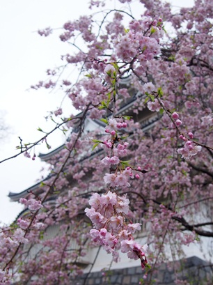 しだれ桜