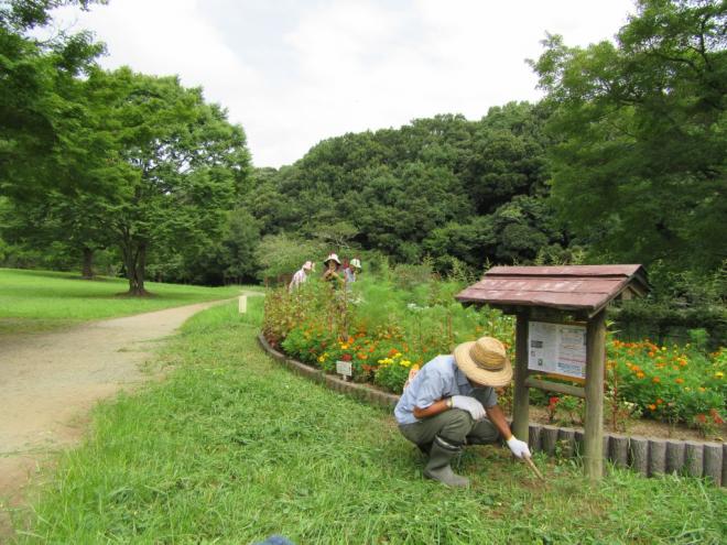 除草作業（せせらぎの会）