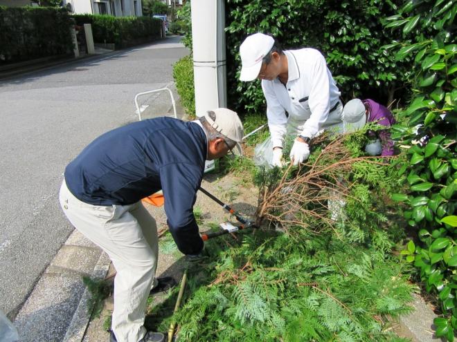 枝木の細分化