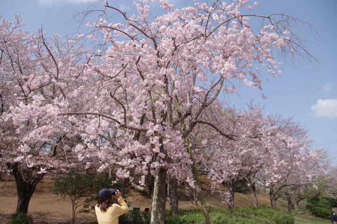 桜