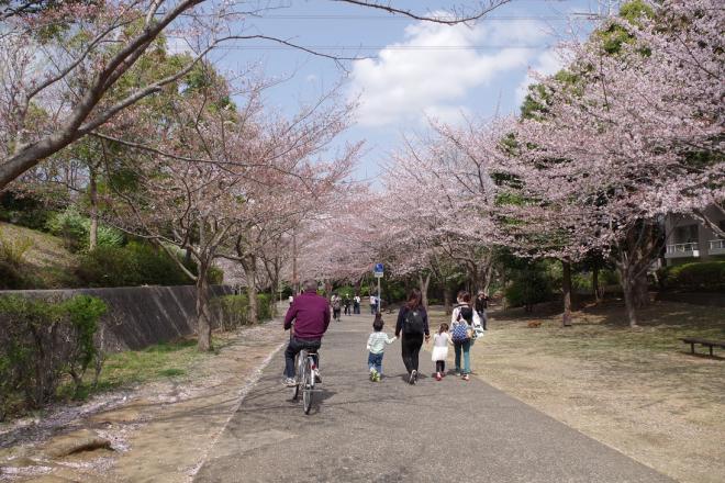 桜2