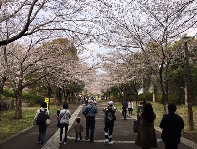 さくら2019-1
