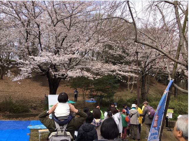 さくら2019ー2
