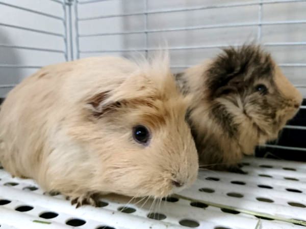 畑小の動物（モルモット）
