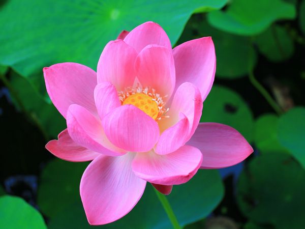 オオガハス(開花2)